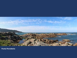 Punta Percebeira
 