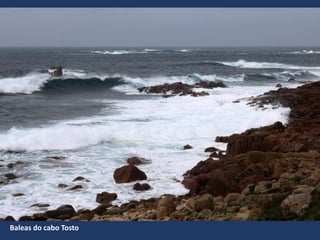 Baleas do cabo Tosto
 