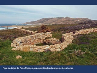 Foxo do Lobo de Pena Maior, nas proximidades da praia de Area Longa
 