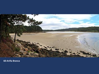 60-Ariña Branca
 