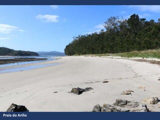 Praia do Ariño
 