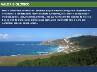 VALOR BIOLÓXICO
Dada a diversidade do litoral de Camariñas atopamos taménunha grande diversidade de
ecosistemas e hábitats: costa rochosa exposta e protexida, costa areosa, dunas (fixas e
móbiles), coídos, seos, marismas, esteiros... nos que habitan moitas especies de interese.
É unha área de grande valor biolóxico que acolle unha importante flora e fauna con
numerosas especies pouco comúns.
 