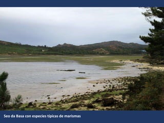 Seo da Basa con especies típicas de marismas
 