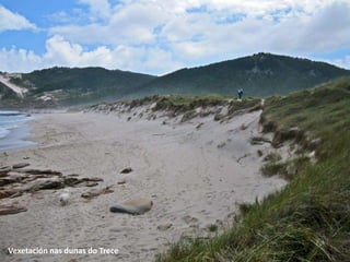 Vexetación nas dunas do Trece
 
