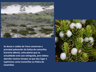 As dunas e coídos do Trece conservan a
principal poboación de Galiza de camariñas
(Corema album), unha planta que na
actualidade está case extinguida, pero debeu
abondar noutros tempos xa que deu lugar a
topónimos como Camariñas ou Pobra do
Caramiñal.
 