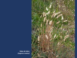 Rabo de lebre
(Lagurus ovatus)
 