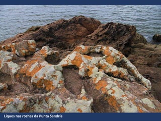 Liques nas rochas da Punta Sandría
 