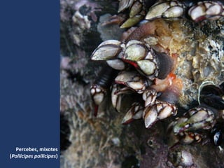 Percebes, mixotes
(Pollicipes pollicipes)
 