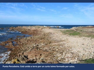 Punta Percebeira. Está unida a terra por un curto istmo formado por coios.
 