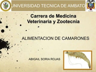 UNIVERSIDAD TECNICA DE AMBATO

Carrera de Medicina
Veterinaria y Zootecnia

ALIMENTACION DE CAMARONES

ABIGAIL SORIA ROJAS

 