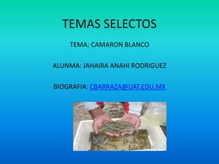 TEMAS SELECTOS TEMA: CAMARON BLANCO ALUNMA: JAHAIRA ANAHI RODRIGUEZ BIOGRAFIA: CBARRAZA@UAT.EDU.MX 