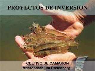 PROYECTOS DE INVERSION CULTIVO DE CAMARON Macrobrachium Rosenbergii 