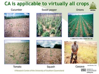 CA is applicable to virtually all crops
  Cucumber       Sweet pepper        Onions




                                LABRANZA PÓS COSECHA DE




                                     Cassava
                                                 Jose Benites, FAO
    Tomato           Squash
 