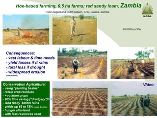 Hoe-based farming, 0.5 ha farms; red sandy loam, Zambia
                                    Peter Aagard and Dutch Gibson, CFU, Lusaka, Zambia




                                                                                         40,000ha of CA




  Consequences:
  - vast labour & time needs
  - yield losses if it rains
  - total loss if drought
  - widespread erosion
  (see arrows)



Conservation Agriculture:                                                                                 Video
- using “planting basins”
- retain crop residues
- + rotation crops
- 80% time saving (“drudgery”)
- land ready before rains
- yields up 65 to 75% (maize & cotton)
- hunger alleviated
- with less resources used
 