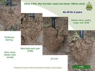 China, 0.5ha; Hexi Corridor; maize and wheat; 150mm rain/yr



                                                        No till for 4 years


                                                                Darker colour, earthy,
                                                                 rough, soft, SOM




Traditional
 farming



                New beds each year
                      (FRB)
Grey colour,
blocky, hard,
   smooth
                                            ZT CTF


                                                                        PRB
 