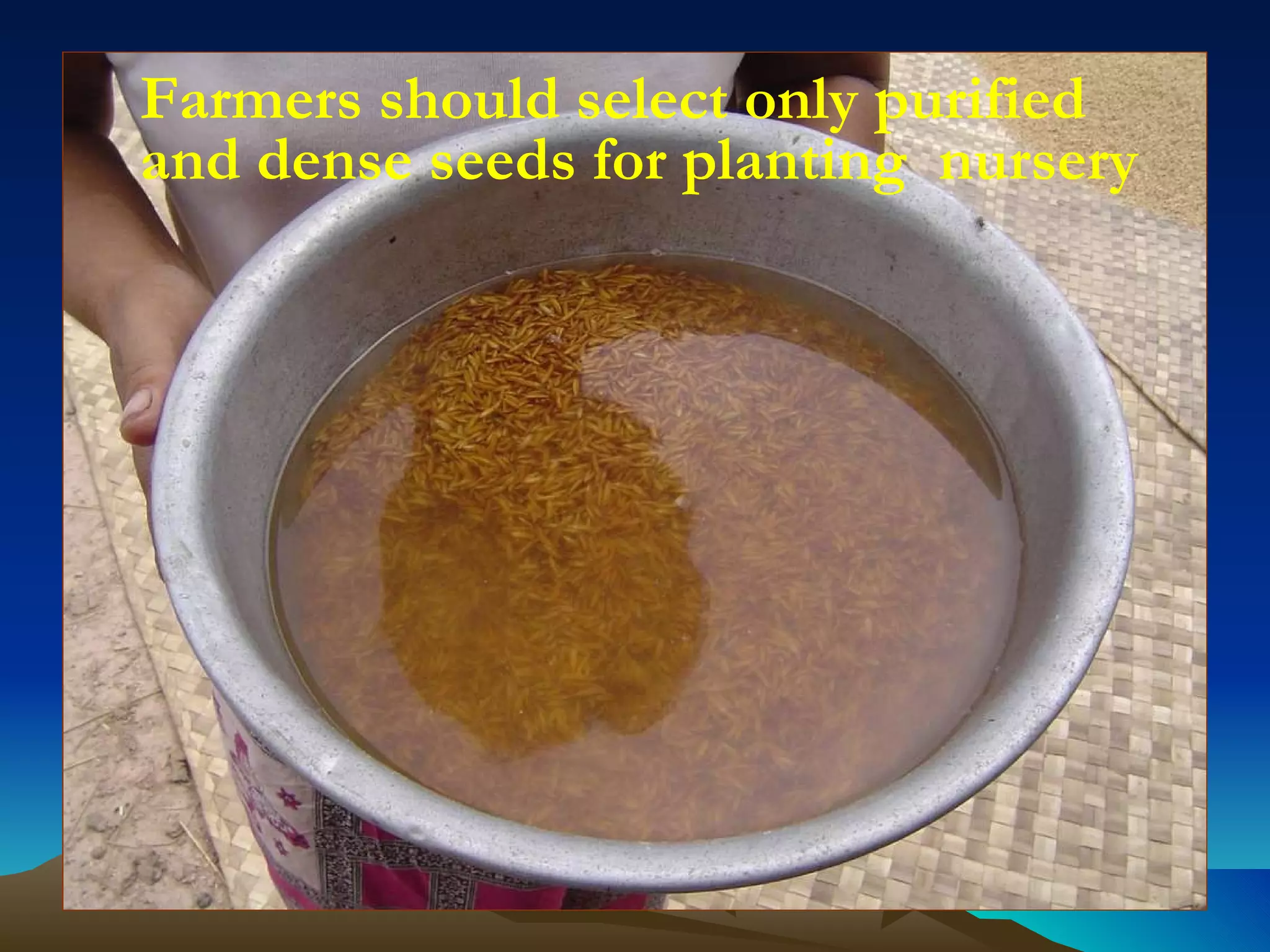 Farmers should select only purified and dense seeds for planting  nursery 