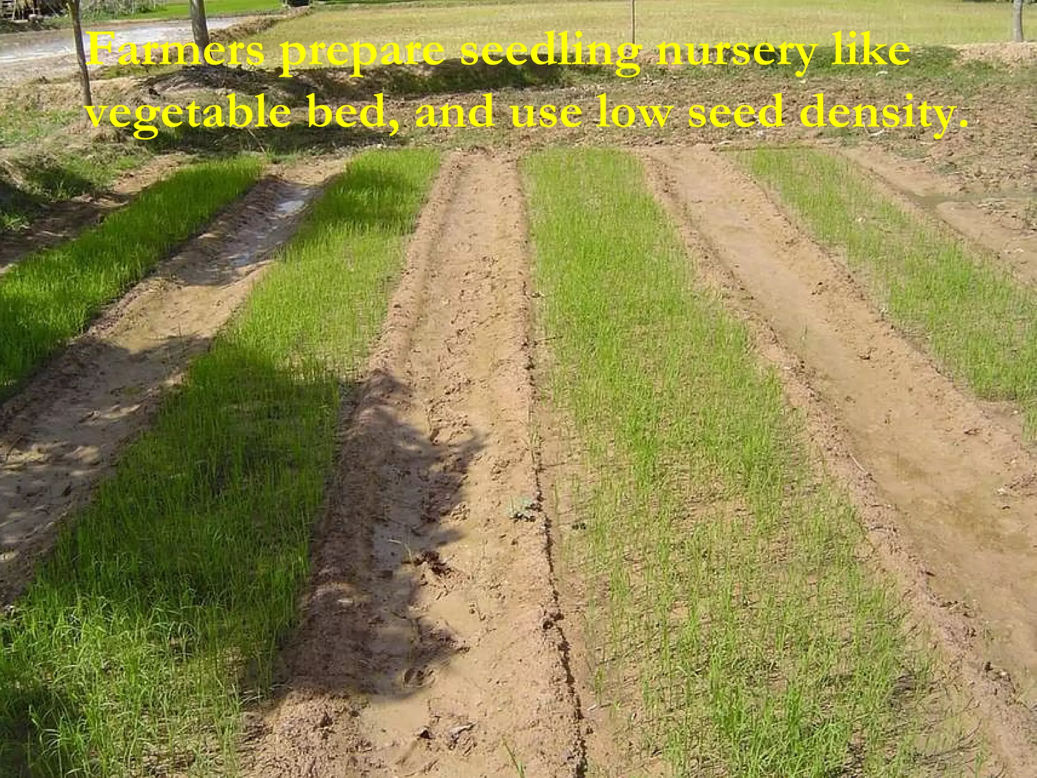 Farmers prepare seedling nursery like vegetable bed, and use low seed density. 