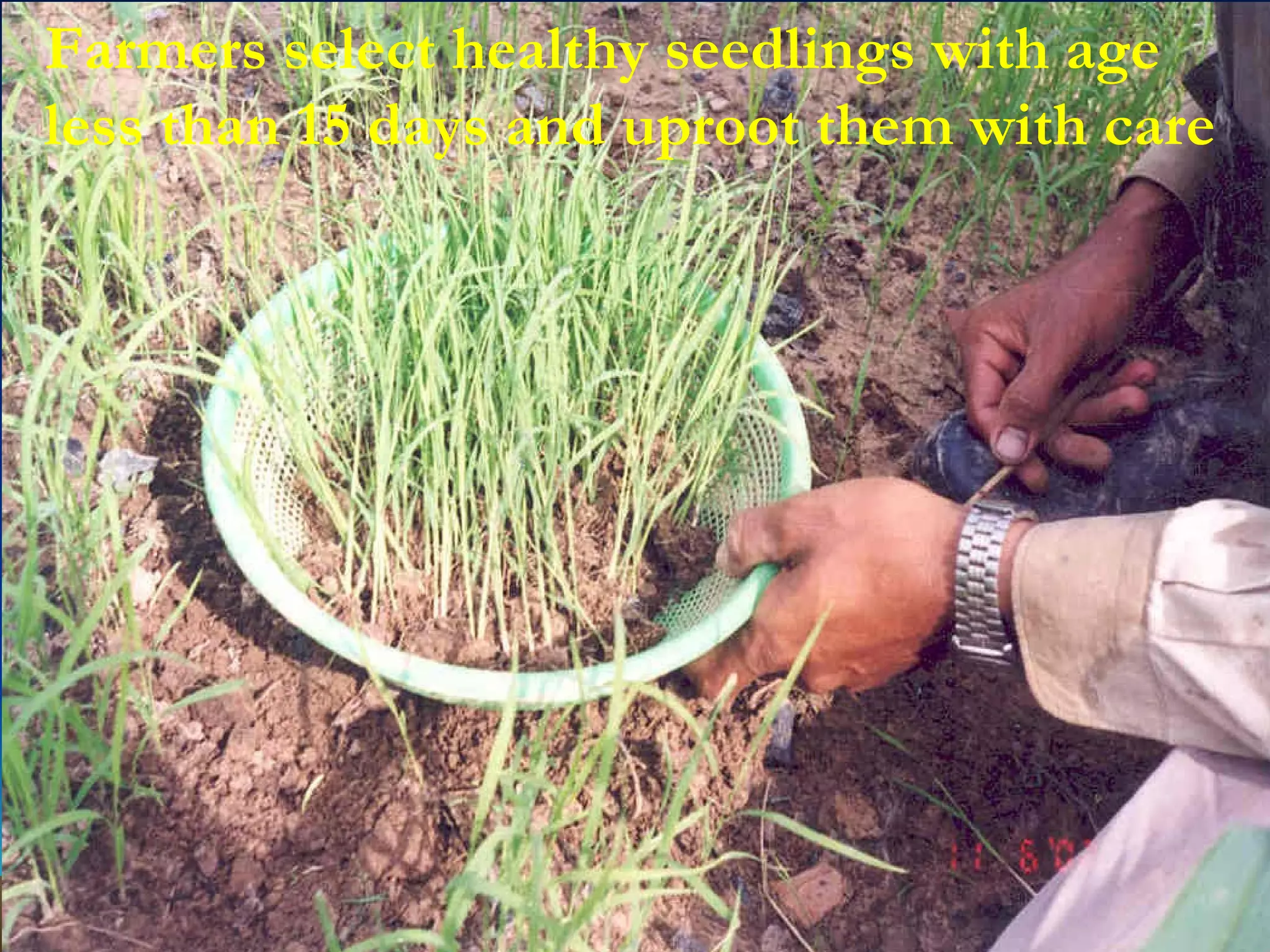 F Farmers select healthy seedlings with age less than 15 days and uproot them with care  