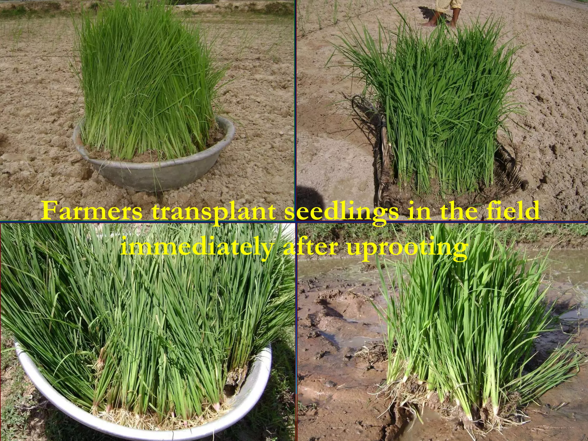 Farmers transplant seedlings in the field  immediately after uprooting 