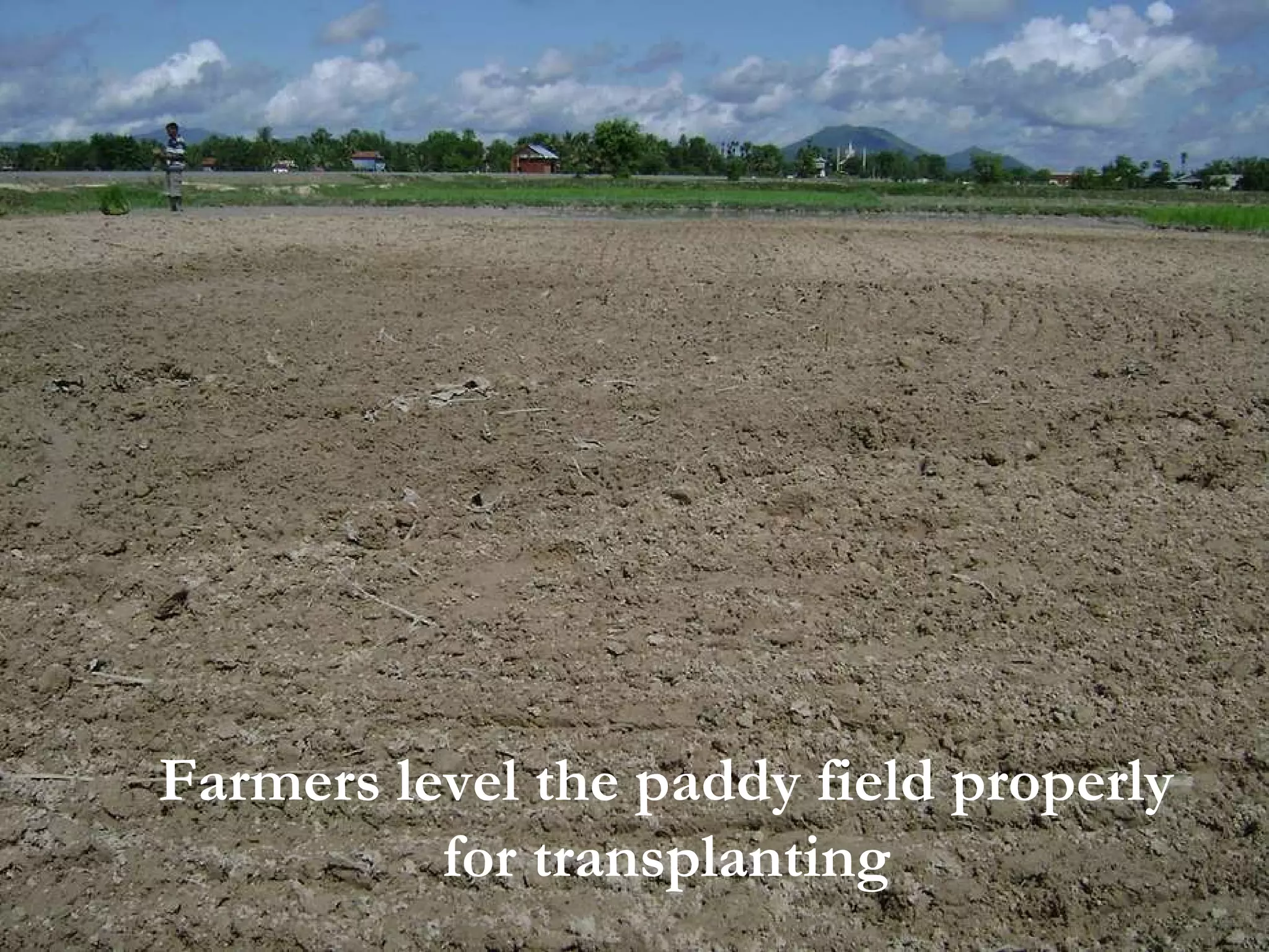 Farmers level the paddy field properly for transplanting 