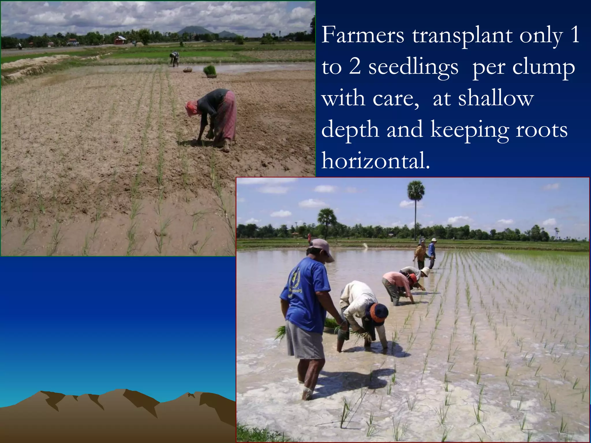 Farmers transplant only 1 to 2 seedlings  per clump with care,  at shallow depth and keeping roots horizontal. 