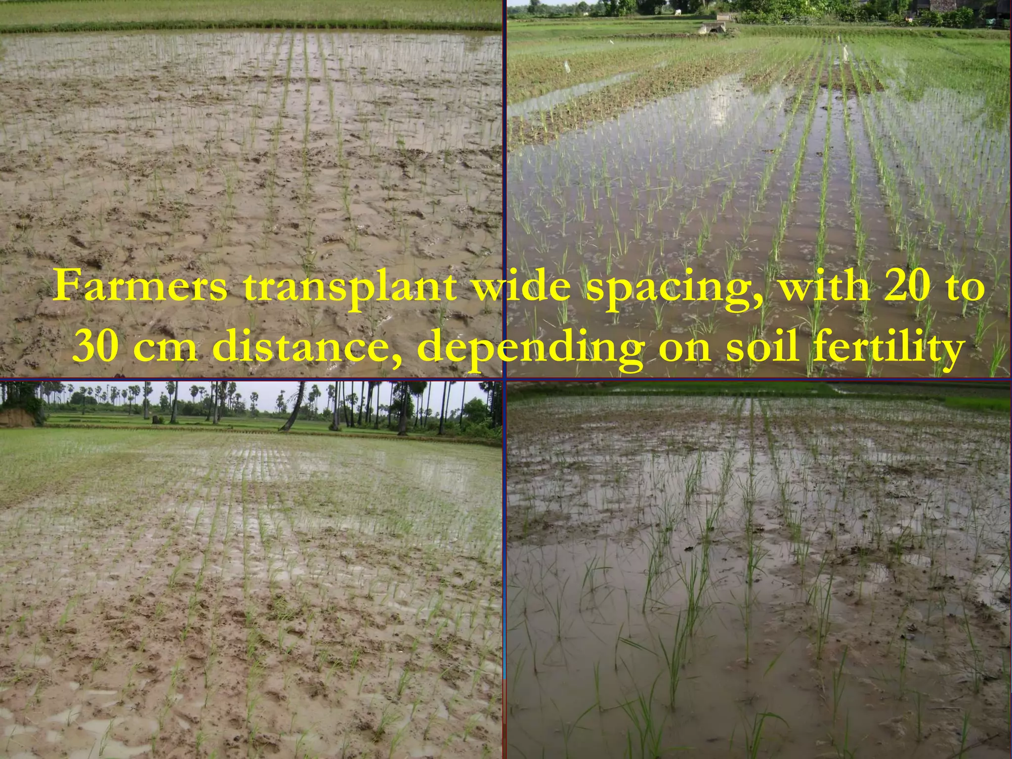 Farmers transplant wide spacing, with 20 to 30 cm distance, depending on soil fertility 