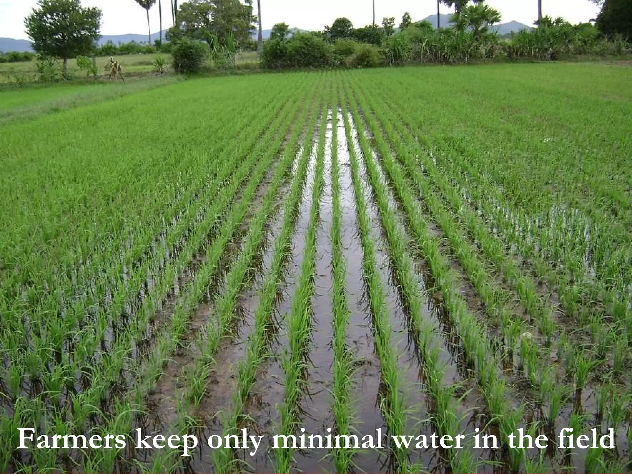 Farmers keep only minimal water in the field 