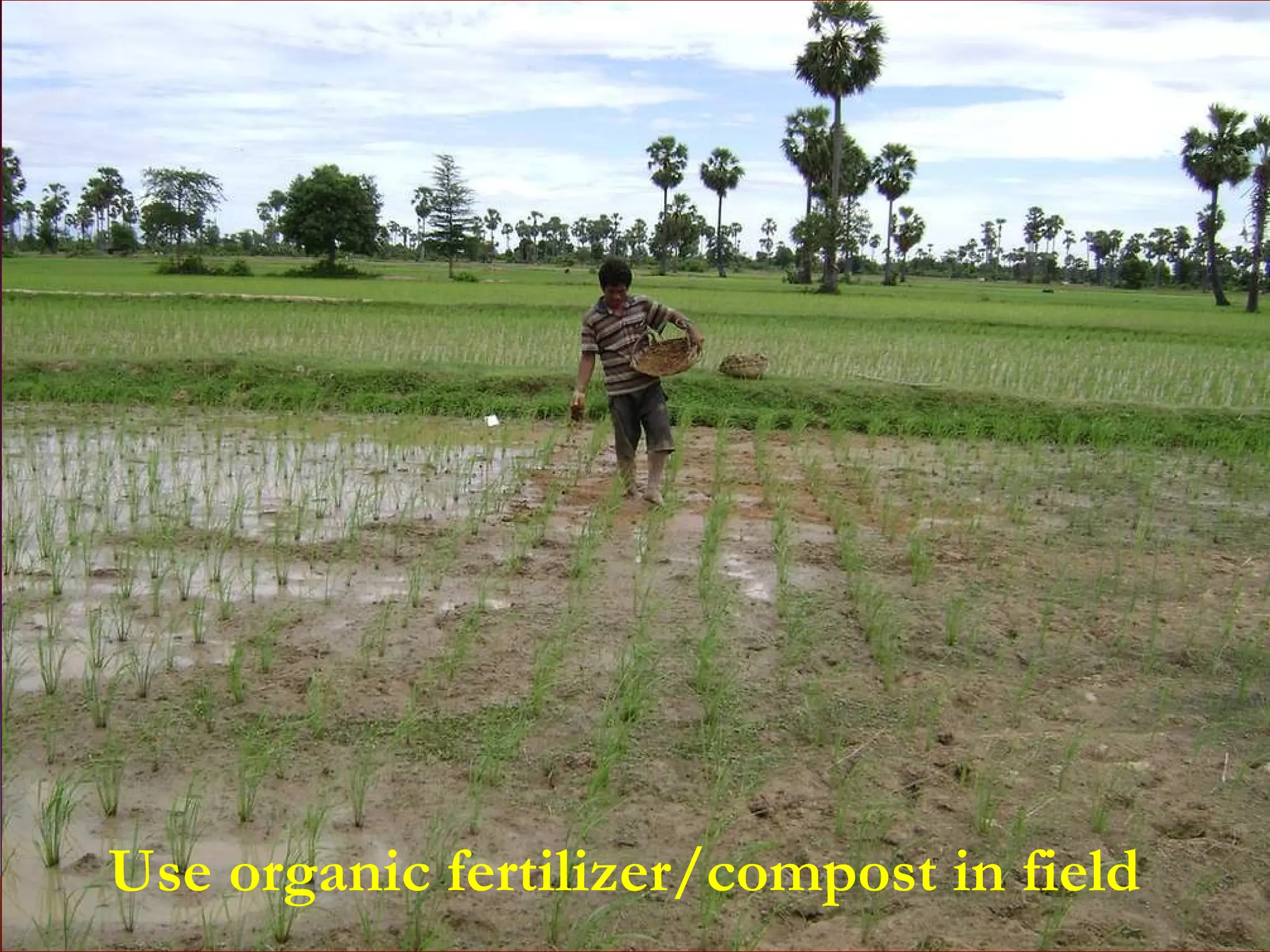Use organic fertilizer/compost in field 