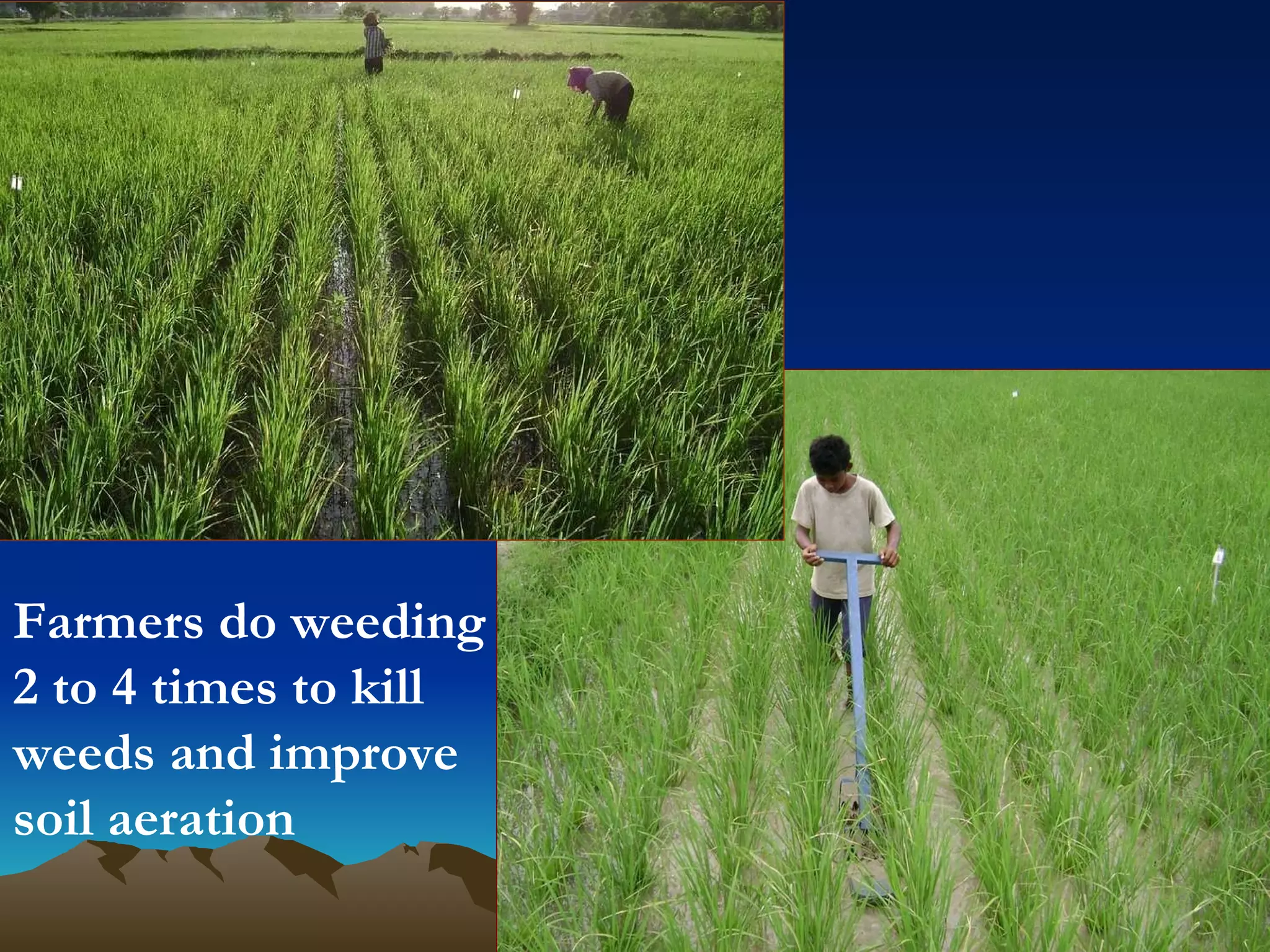 Farmers do weeding 2 to 4 times to kill weeds and improve soil aeration 