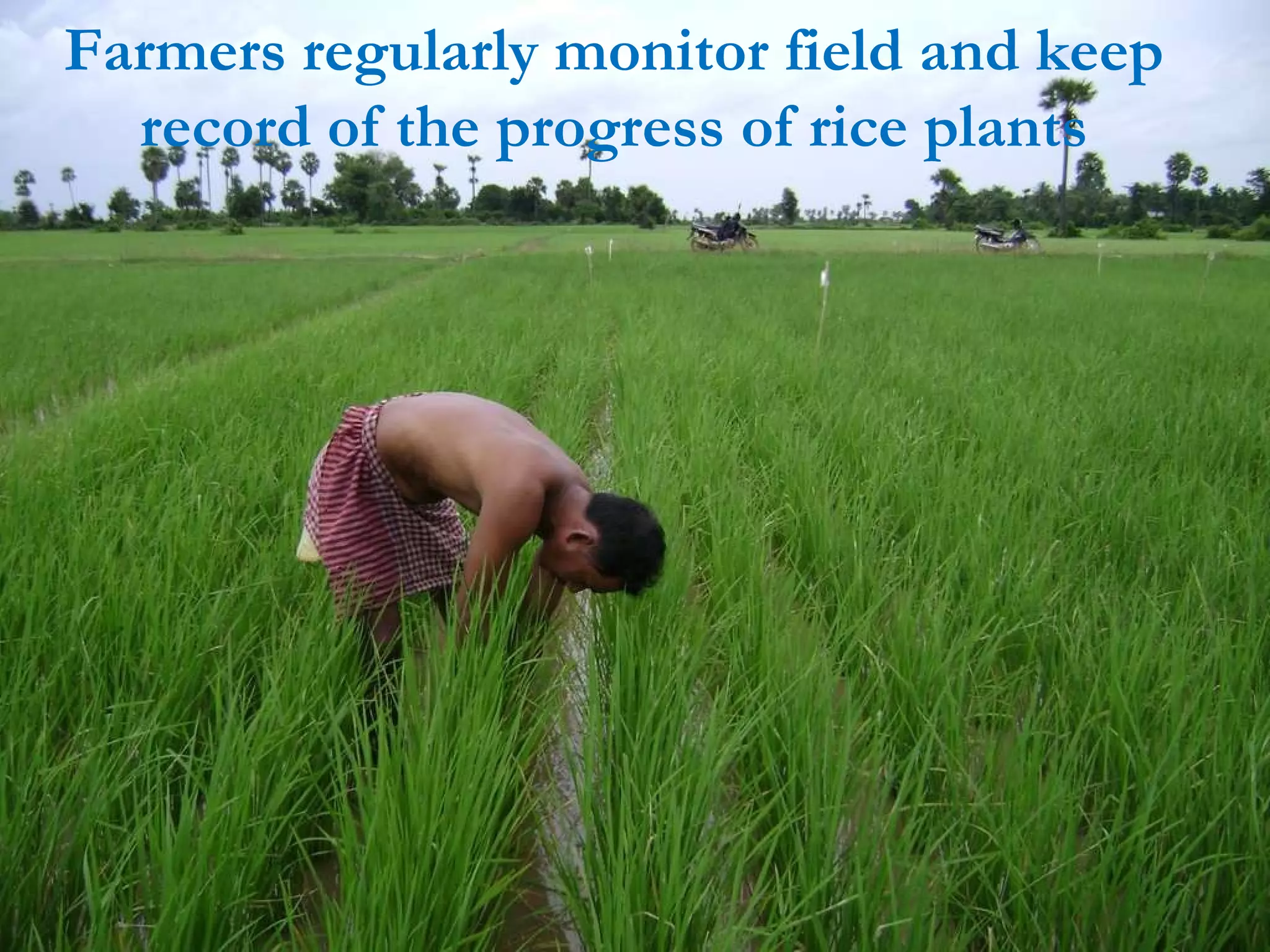 Farmers regularly monitor field and keep record of the progress of rice plants 