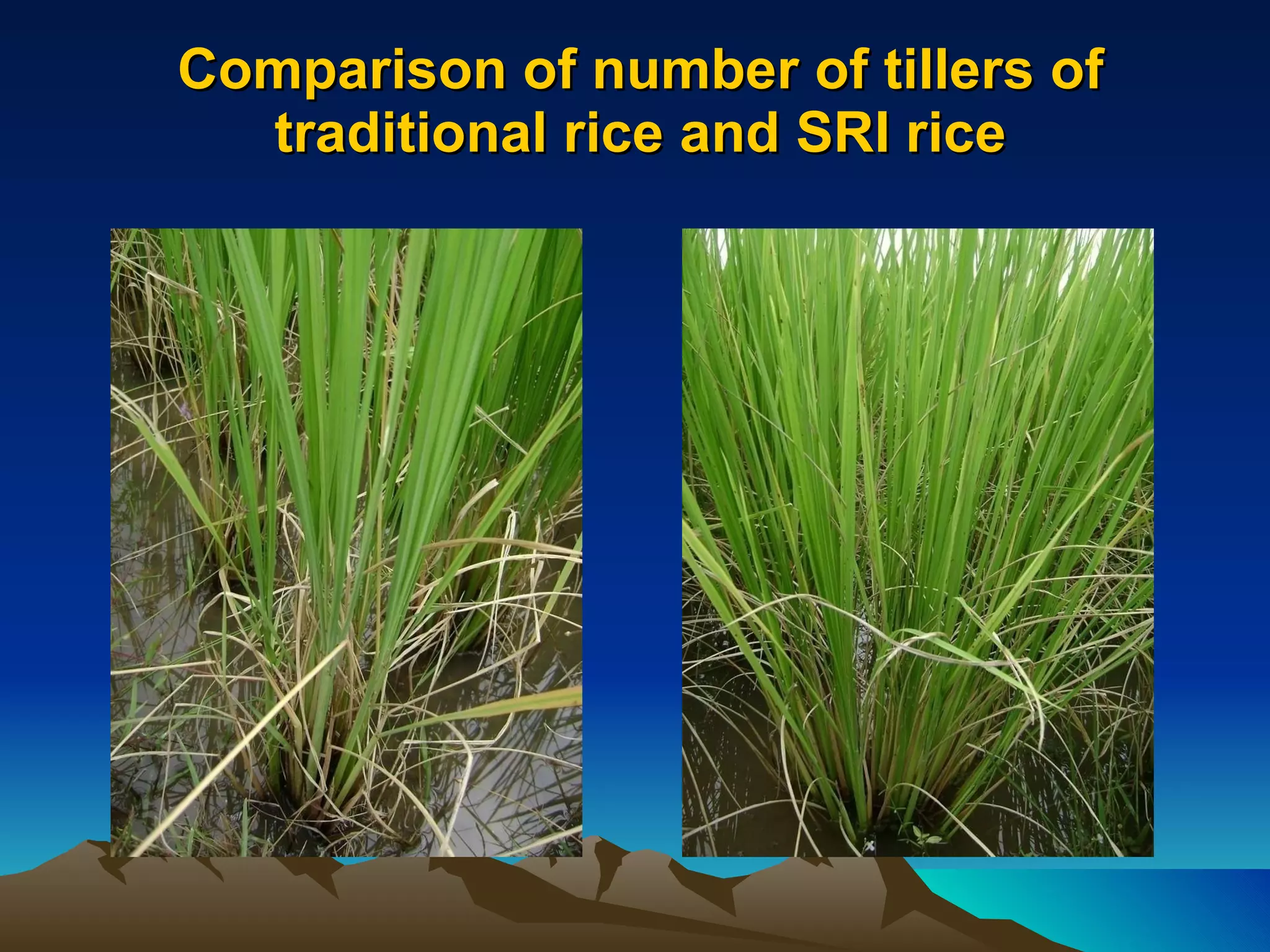 Comparison of number of tillers of traditional rice and SRI rice 