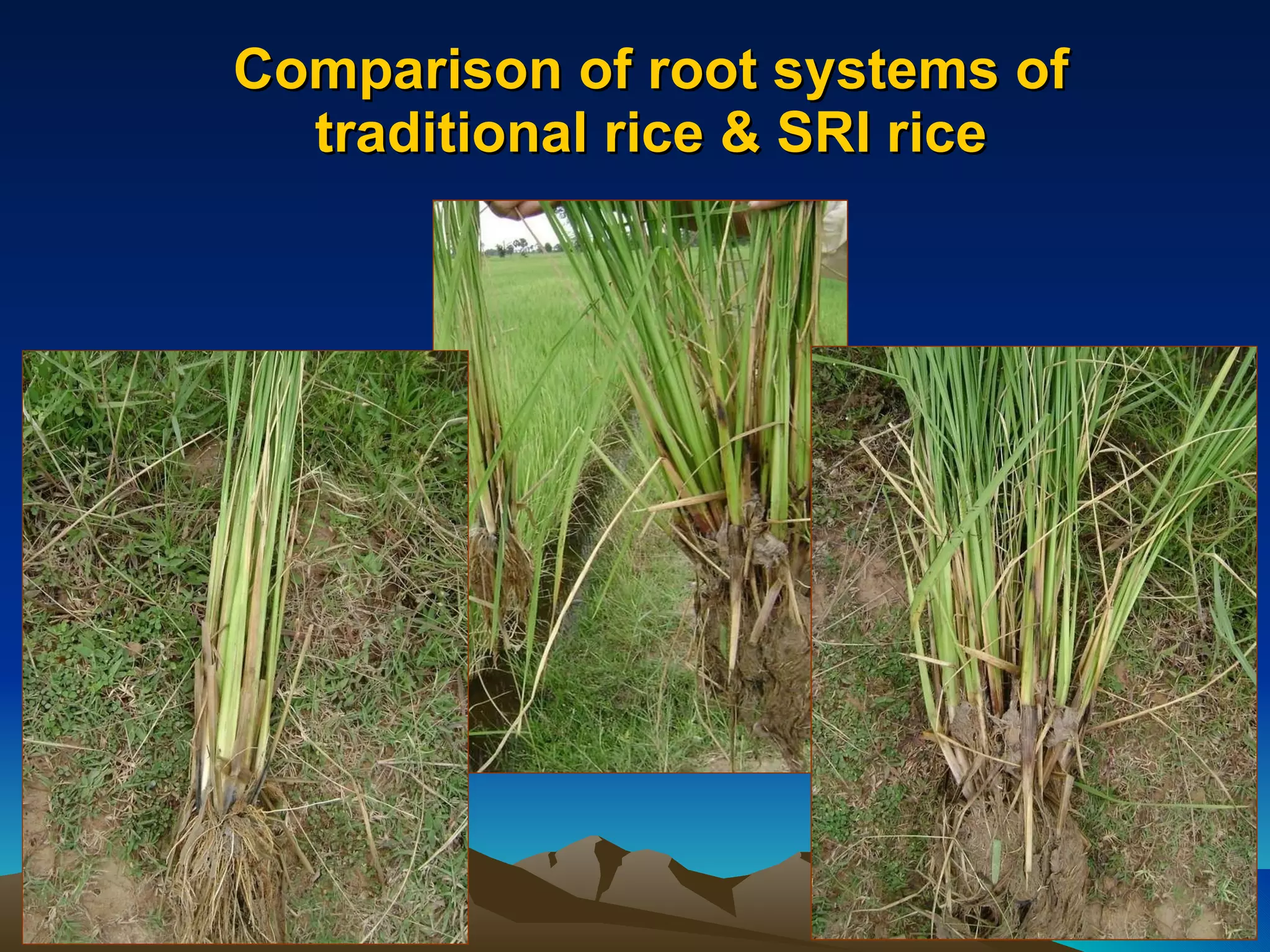 Comparison of root systems of traditional rice & SRI rice 