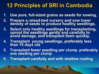 12 Principles of SRI in Cambodia ,[object Object],[object Object],[object Object],[object Object],[object Object],[object Object]
