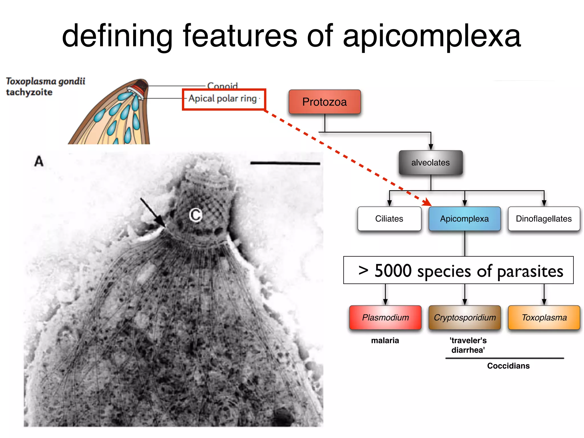 Introduction to Protozoan parasites | PDF