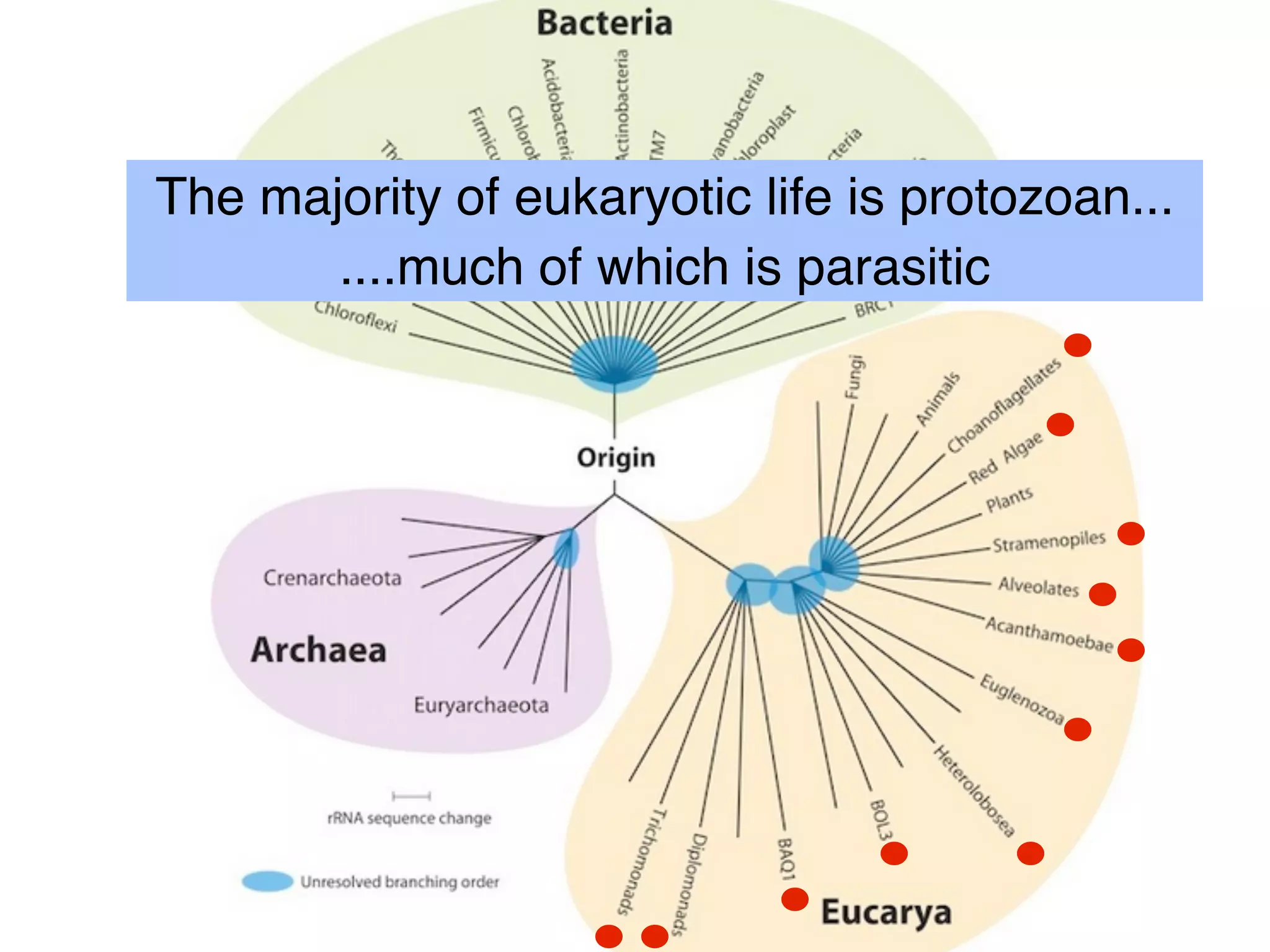 Introduction to Protozoan parasites | PDF