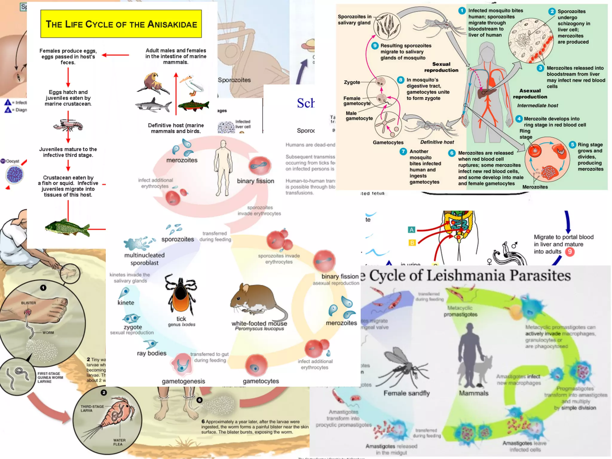 Introduction to Protozoan parasites | PDF