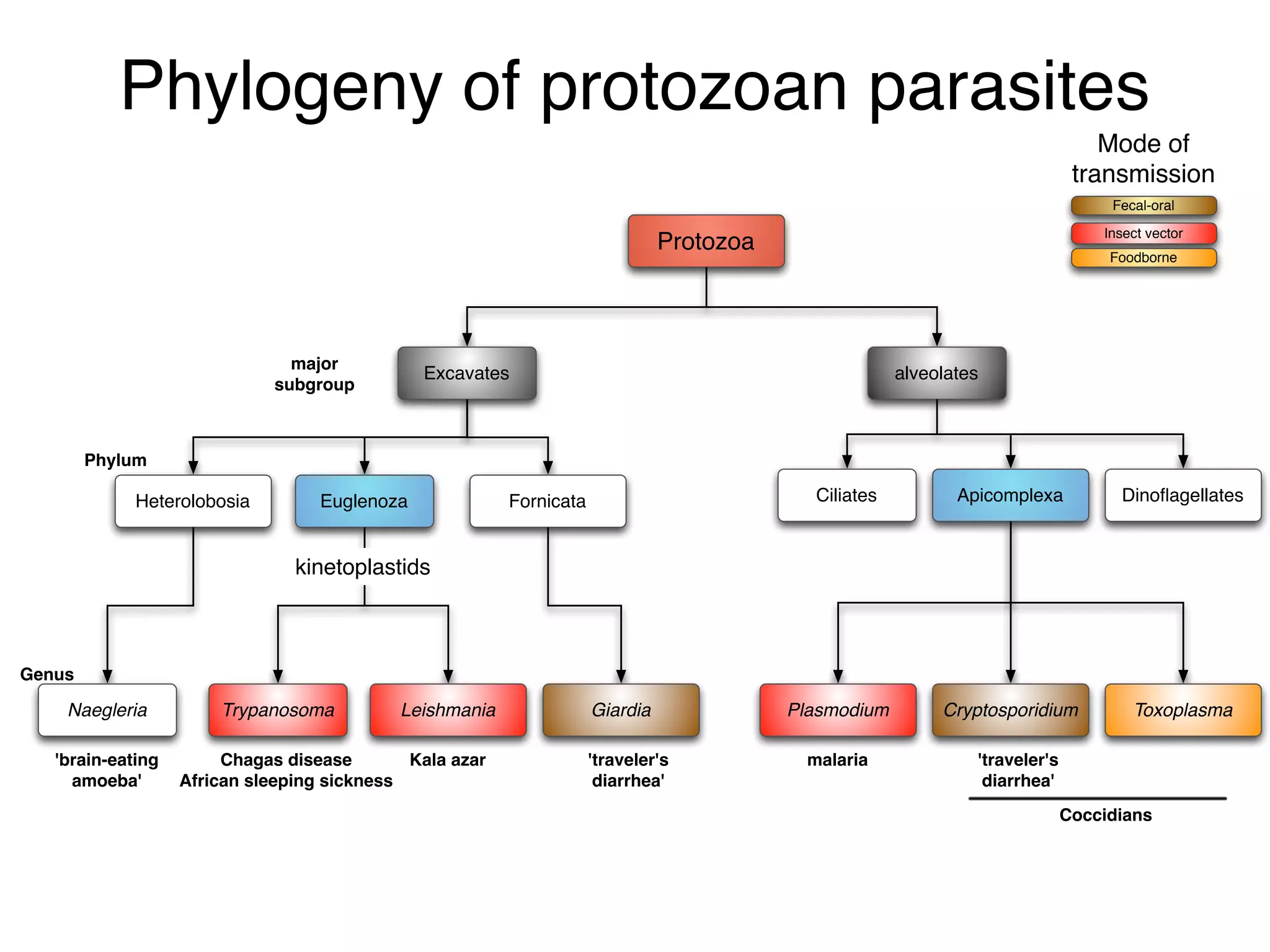 Introduction to Protozoan parasites | PDF