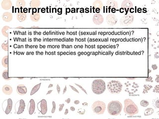 Introduction to Protozoan parasites | PDF