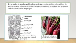 • (Iv) formation of vascular cambium from pericycle: vascular cambium is formed from the
pericycle in plants of amaranthaceae and chenopodiaceae families. A complete ring of vascular
cambium is formed from the pericycle.
Beet roots belongs to
family Amaranthaceae
 