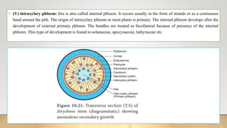 • (V) intraxylary phloem: this is also called internal phloem. It occurs usually in the form of strands or as a continuous
band around the pith. The origin of intraxylary phloem in most plants is primary. The internal phloem develops after the
development of external primary phloem. The bundles are treated as bicollateral because of presence of the internal
phloem. This type of development is found in solanaceae, apocynaceae, lathyraceae etc.
 