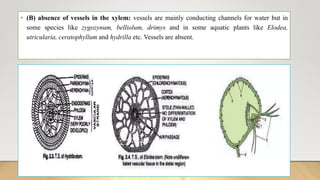 • (B) absence of vessels in the xylem: vessels are mainly conducting channels for water but in
some species like zygozynum, belliolum, drimys and in some aquatic plants like Elodea,
utricularia, ceratophyllum and hydrilla etc. Vessels are absent.
 