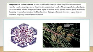• (F) presence of cortical bundles: in some dicots in addition to the normal ring of stelar bundles some
vascular bundles are also present in the cortex known as cortical bundles. Morphologically these bundles are
leaf traces which traverse through the cortical region of the stem before entering into the petiole. Casuarina
has a ring of normally oriented cortical bundles below the ridges whereas in limonium vulgare there are
numerous irregularly scattered vascular bundles.
 