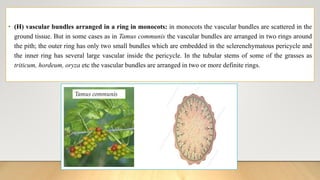 • (H) vascular bundles arranged in a ring in monocots: in monocots the vascular bundles are scattered in the
ground tissue. But in some cases as in Tamus communis the vascular bundles are arranged in two rings around
the pith; the outer ring has only two small bundles which are embedded in the sclerenchymatous pericycle and
the inner ring has several large vascular inside the pericycle. In the tubular stems of some of the grasses as
triticum, hordeum, oryza etc the vascular bundles are arranged in two or more definite rings.
Tamus communis
 