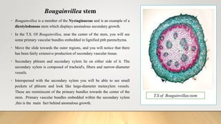 Bougainvillea stem
• Bougainvillea is a member of the Nyctaginaceae and is an example of a
dicotyledonous stem which displays anomalous secondary growth.
• In the T.S. Of Bougainvillea, near the center of the stem, you will see
some primary vascular bundles embedded in lignified pith parenchyma.
• Move the slide towards the outer regions, and you will notice that there
has been fairly extensive production of secondary vascular tissue.
• Secondary phloem and secondary xylem lie on either side of it. The
secondary xylem is composed of tracheid's, fibers and narrow-diameter
vessels.
• Interspersed with the secondary xylem you will be able to see small
pockets of phloem and look like large-diameter metaxylem vessels.
These are reminiscent of the primary bundles towards the center of the
stem. .Primary vascular bundles embedded within the secondary xylem
,this is the main fact behind anomalous growth.
 
