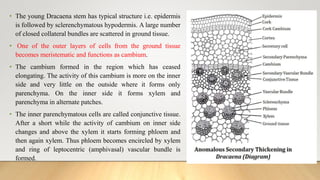 • The young Dracaena stem has typical structure i.e. epidermis
is followed by sclerenchymatous hypodermis. A large number
of closed collateral bundles are scattered in ground tissue.
• One of the outer layers of cells from the ground tissue
becomes meristematic and functions as cambium.
• The cambium formed in the region which has ceased
elongating. The activity of this cambium is more on the inner
side and very little on the outside where it forms only
parenchyma. On the inner side it forms xylem and
parenchyma in alternate patches.
• The inner parenchymatous cells are called conjunctive tissue.
After a short while the activity of cambium on inner side
changes and above the xylem it starts forming phloem and
then again xylem. Thus phloem becomes encircled by xylem
and ring of leptocentric (amphivasal) vascular bundle is
formed.
 