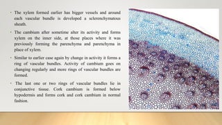 • The xylem formed earlier has bigger vessels and around
each vascular bundle is developed a sclerenchymatous
sheath.
• The cambium after sometime alter its activity and forms
xylem on the inner side, at those places where it was
previously forming the parenchyma and parenchyma in
place of xylem.
• Similar to earlier case again by change in activity it forms a
ring of vascular bundles. Activity of cambium goes on
changing regularly and more rings of vascular bundles are
formed.
• The last one or two rings of vascular bundles lie in
conjunctive tissue. Cork cambium is formed below
hypodermis and forms cork and cork cambium in normal
fashion.
 