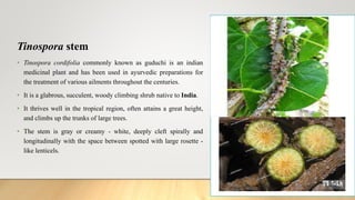 Tinospora stem
• Tinospora cordifolia commonly known as guduchi is an indian
medicinal plant and has been used in ayurvedic preparations for
the treatment of various ailments throughout the centuries.
• It is a glabrous, succulent, woody climbing shrub native to India.
• It thrives well in the tropical region, often attains a great height,
and climbs up the trunks of large trees.
• The stem is gray or creamy - white, deeply cleft spirally and
longitudinally with the space between spotted with large rosette -
like lenticels.
 