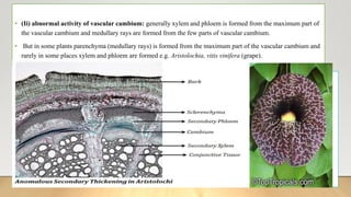 • (Ii) abnormal activity of vascular cambium: generally xylem and phloem is formed from the maximum part of
the vascular cambium and medullary rays are formed from the few parts of vascular cambium.
• But in some plants parenchyma (medullary rays) is formed from the maximum part of the vascular cambium and
rarely in some places xylem and phloem are formed e.g. Aristolochia, vitis vinifera (grape).
 
