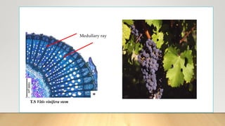 Medullary ray
T.S Vitis vinifera stem
 