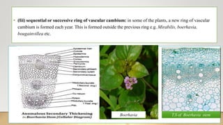 • (Iii) sequential or successive ring of vascular cambium: in some of the plants, a new ring of vascular
cambium is formed each year. This is formed outside the previous ring e.g. Mirabilis, boerhavia,
bougainvillea etc.
Boerhavia T.S of Boerhavia stem
 